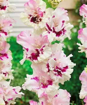 Гладиолус Вишнёвый сироп