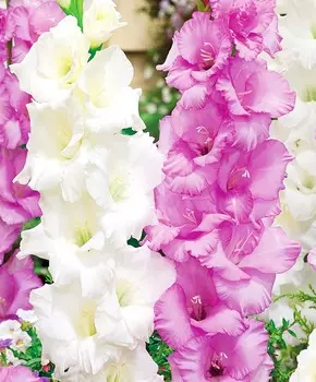 Гладиолус Зефир набор