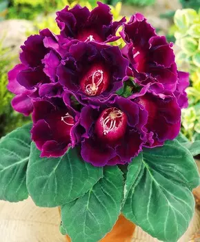 Глоксиния Аванти Голубая