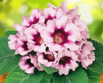 Глоксиния Аванти Нежно-фиолетовая