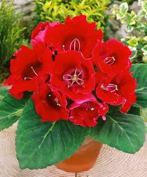 Глоксиния Аванти Скарлетт