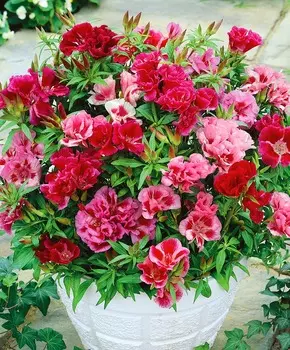 Годеция азалиецветная Яркий набор