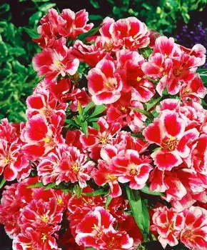 Годеция Рембрандт