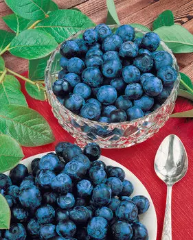 Голубика Блюголд