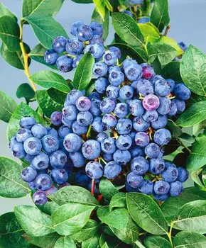 Голубика Блюкроп