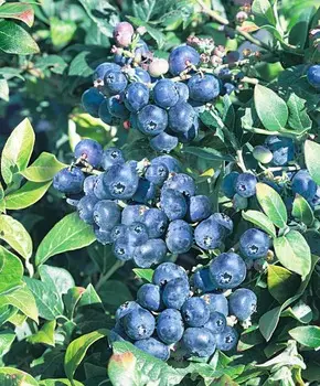 Голубика Чиппева