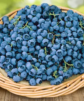 Голубика Дюк