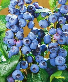 Голубика Ханна чойс