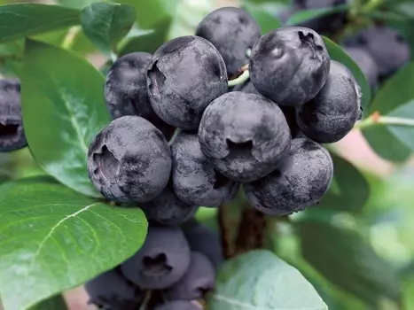 Голубика Эмиль