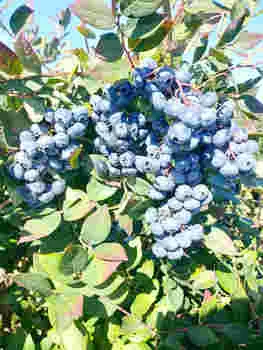 Голубика Норт блю