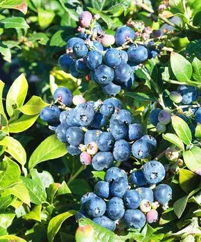 Голубика Норт кантри