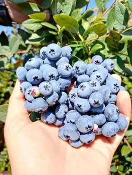 Голубика Нортланд