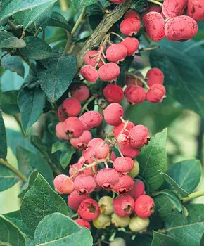 Голубика Розовый лимонад