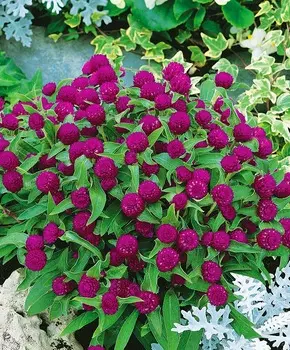 Гомфрена Пурпурная