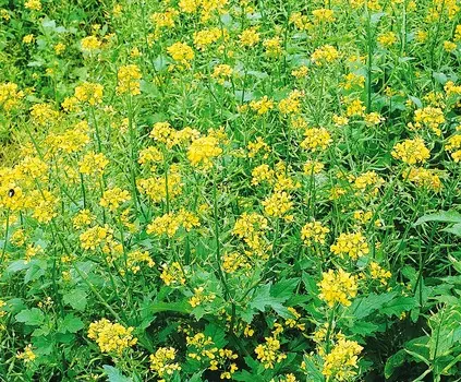 Горчица 200гр