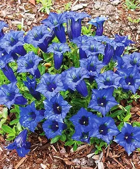 Горечавка Узколистная