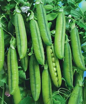 Горох Асана