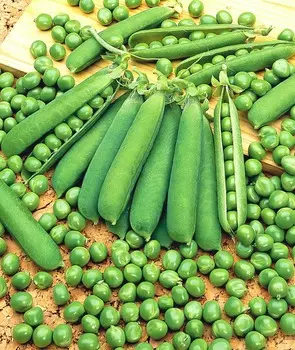 Горох Бинго