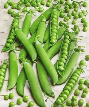 Горох Чемпион