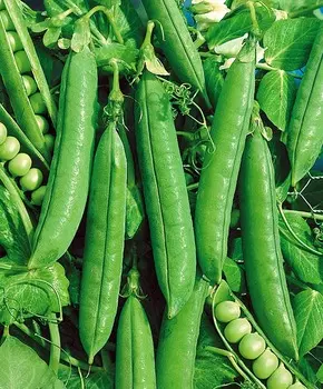 Горох Грюнди