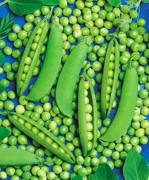 Горох Шугар флеш