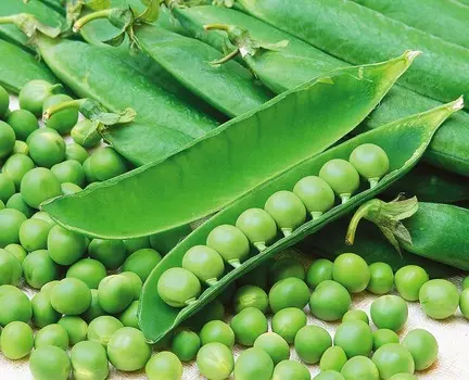 Горох Сладкий жемчуг