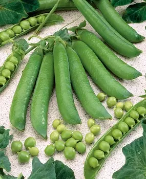 Горох Сомервуд