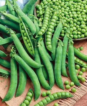 Горох Урбана