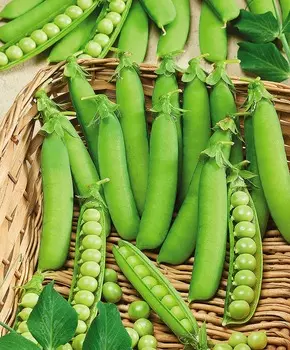 Горох Женева