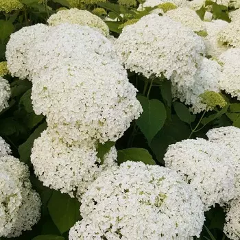 Гортензия древовидная Аннабель