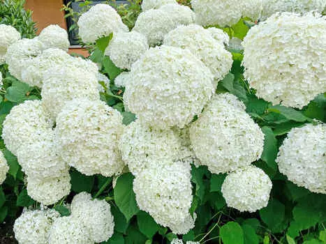 Гортензия древовидная Аннабель