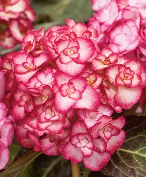 Гортензия крупнолистная Ю энд Ми Мисс Саори