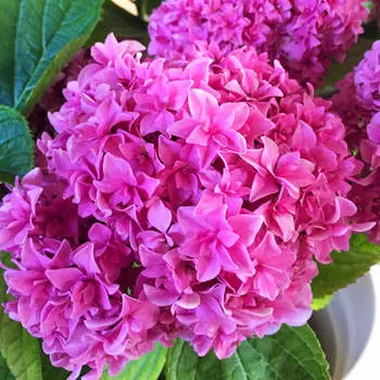 Гортензия крупнолистная Ю энд ми перфекшн