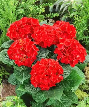 Гортензия крупнолистная Огненно-красная