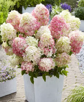 Гортензия метельчатая Диамант Руж