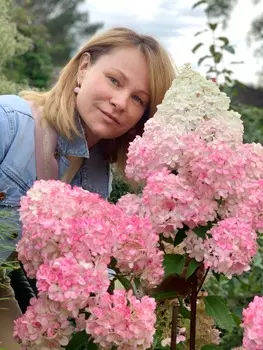 Гортензия метельчатая Фантом