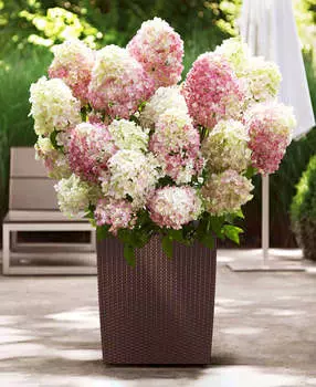 Гортензия метельчатая Литл блоссом