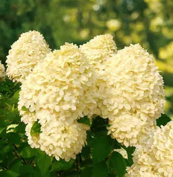 Гортензия метельчатая Литл Коттон Крим
