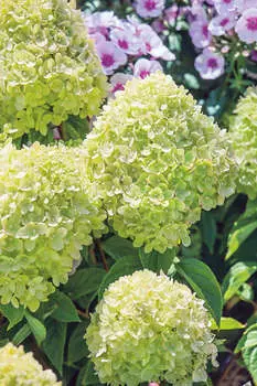 Гортензия метельчатая Мохито