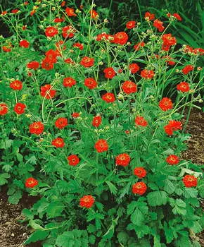 Гравилат Огненный шар