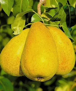 Груша Апрелька