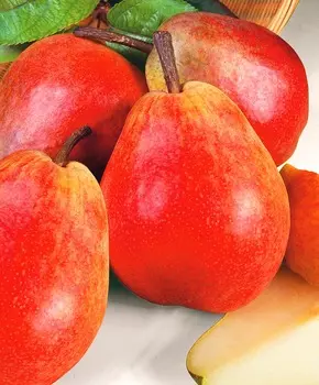 Груша Челябинская зимняя