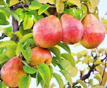 Груша Чусовая