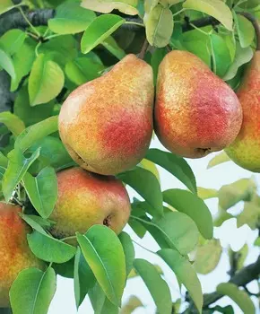 Груша Чусовая