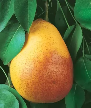 Груша Флейта