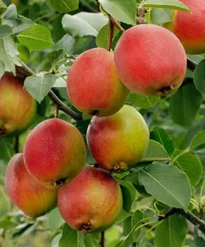 Груша Красуля