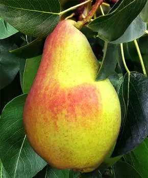 Груша Новогодняя
