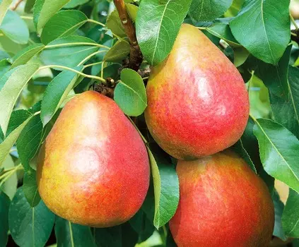 Груша Радужная