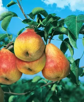 Груша Северянка