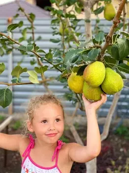 Груша Вековая